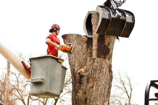 How Our Tree Care Process Works  in  Spring City, TN